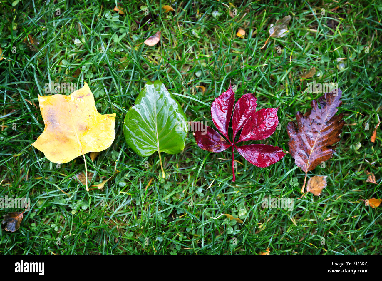 Gamma di wet colori d'autunno foglie di acero su erba verde Foto Stock