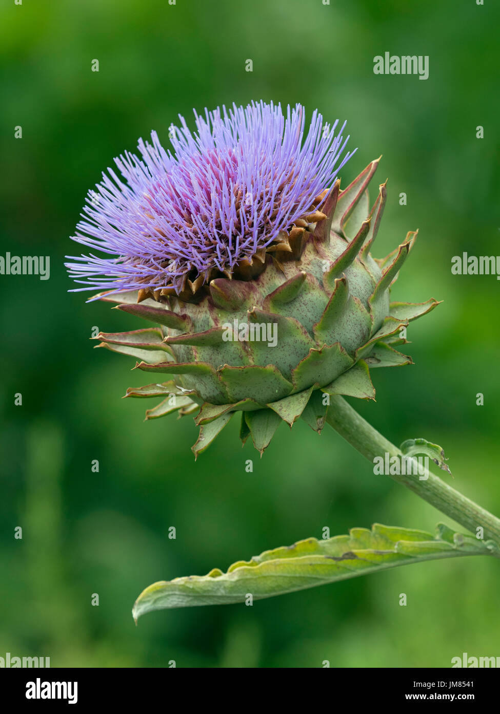 Carciofi o il cardo Thistle Cynara cardunculus Foto Stock