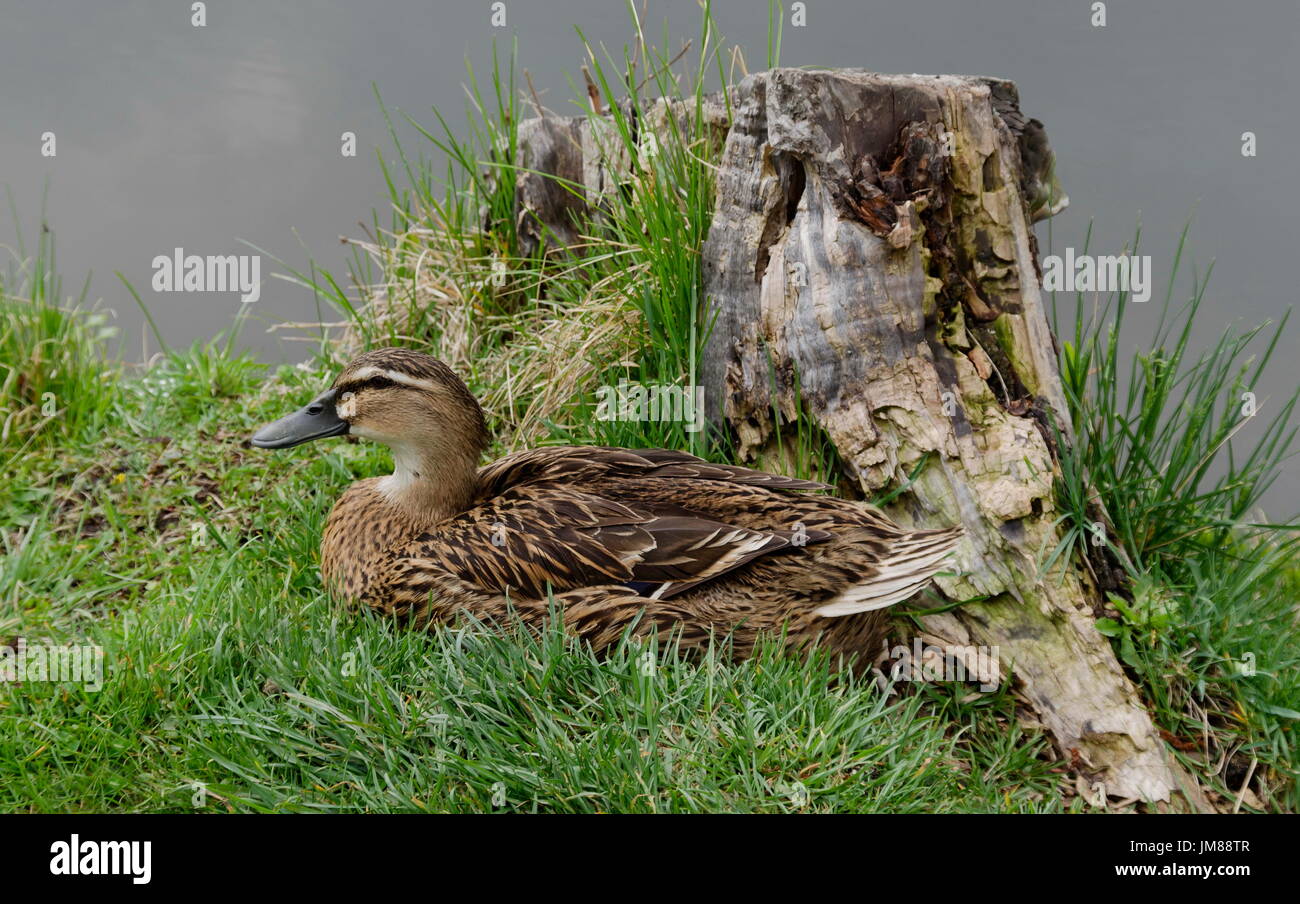 Hen Mallard duck o Anas platyrhynchos marrone con piume nel nido, Sofia, Bulgaria Foto Stock