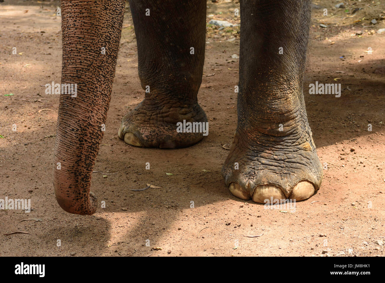 L'elefante indiano a Kottoor Kappukadu Elephant Centro di Riabilitazione India Kerala Foto Stock