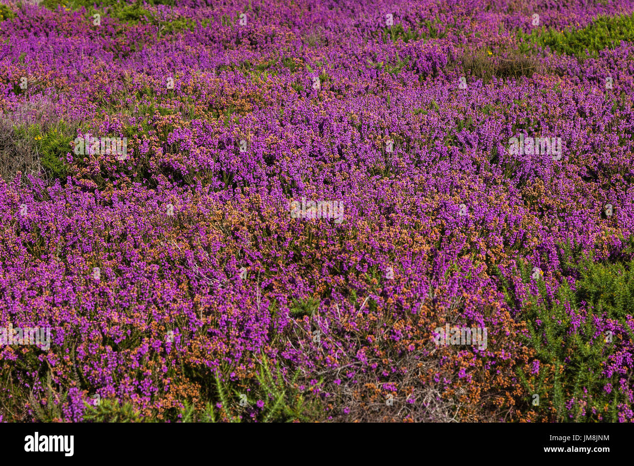 Assolato pomeriggio estivo su Dunwich scogliere con Heather in Full Color Foto Stock