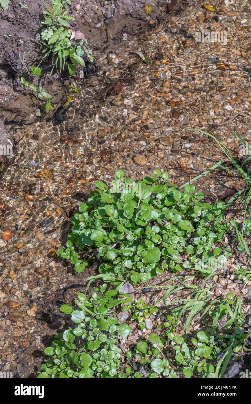 Piccola patch di crescione selvatico / Nasturtium officinale crescita selvaggia accanto a un flusso di acqua dolce. Concetto di sorgente di acqua, piccolo ruscello, acqua pulita. Foto Stock