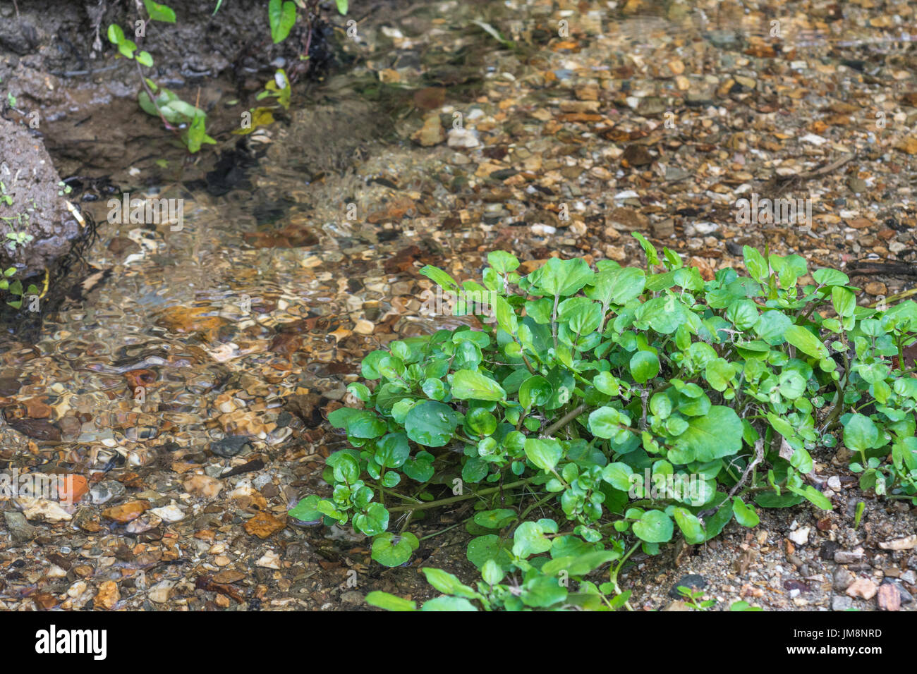 Piccola patch di crescione selvatico / Nasturtium officinale crescita selvaggia accanto a un flusso di acqua dolce. Concetto di sorgente di acqua, piccolo ruscello, acqua pulita. Foto Stock
