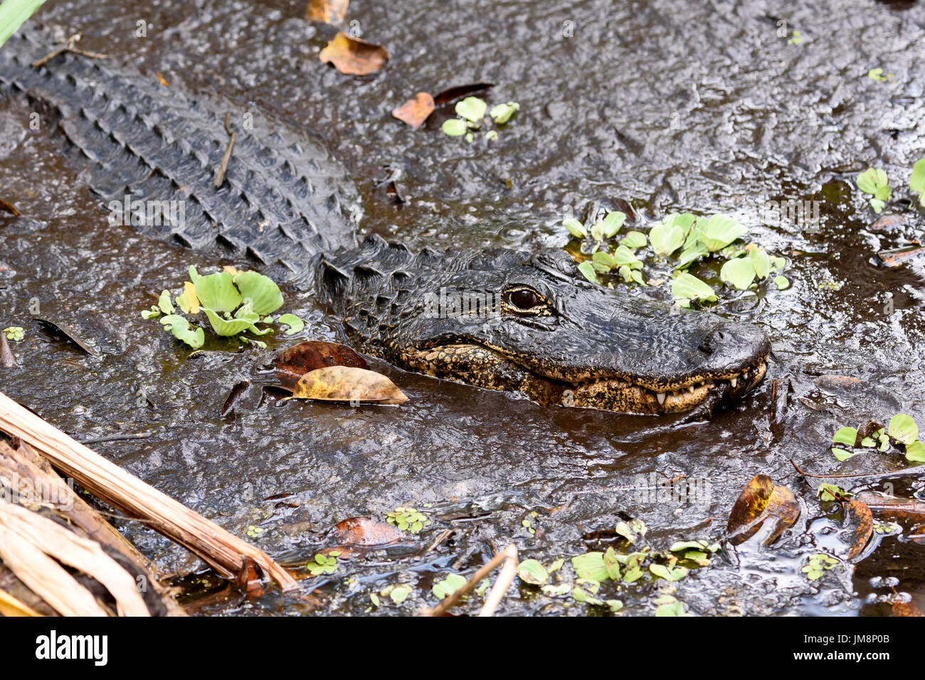 Il coccodrillo americano (Alligator mississippiensis) nella palude cavatappi Santuario, Florida, Stati Uniti d'America Foto Stock