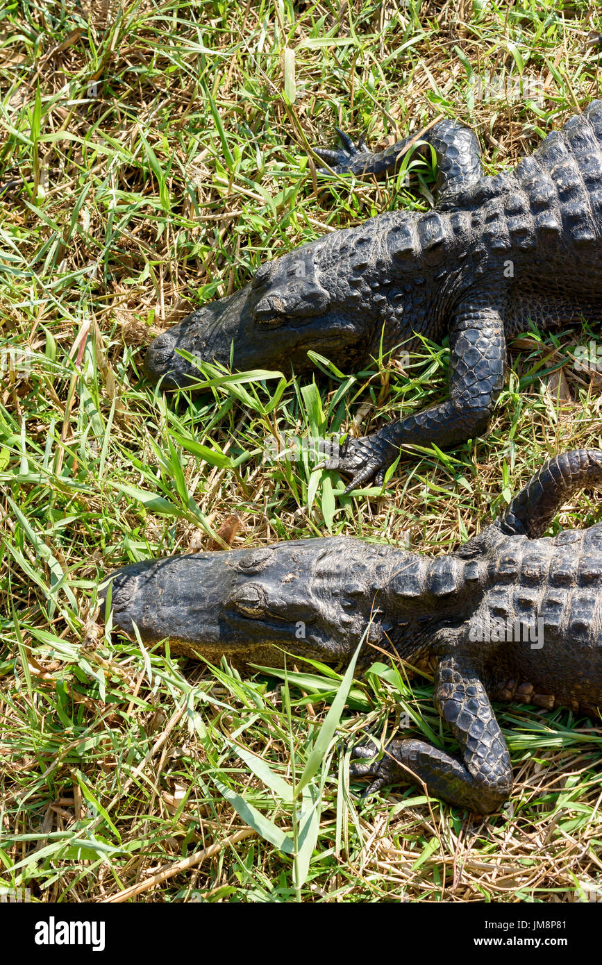 Gli alligatori americani (Alligator mississippiensis) basking, Anhinga Trail, Everglades National Park, Florida, Stati Uniti d'America Foto Stock