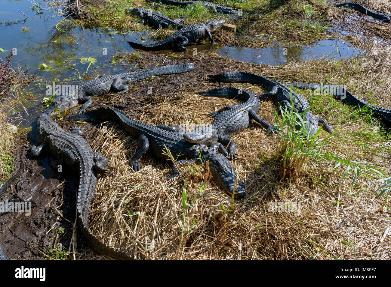 Gli alligatori americani (Alligator mississippiensis) basking, Anhinga Trail, Everglades National Park, Florida, Stati Uniti d'America Foto Stock