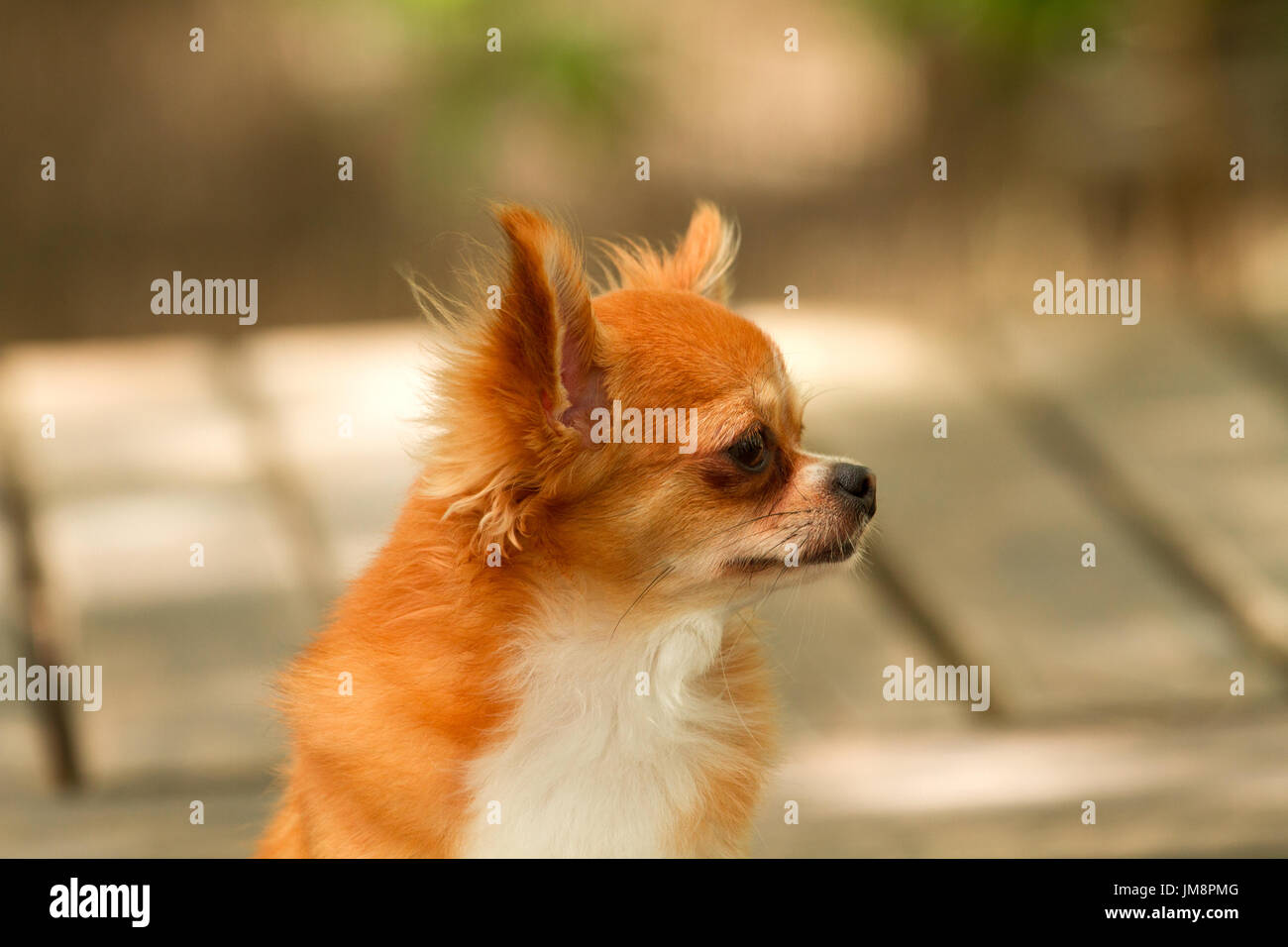 Chihuahua cane peloso,supporto sul ponte di legno Foto stock - Alamy
