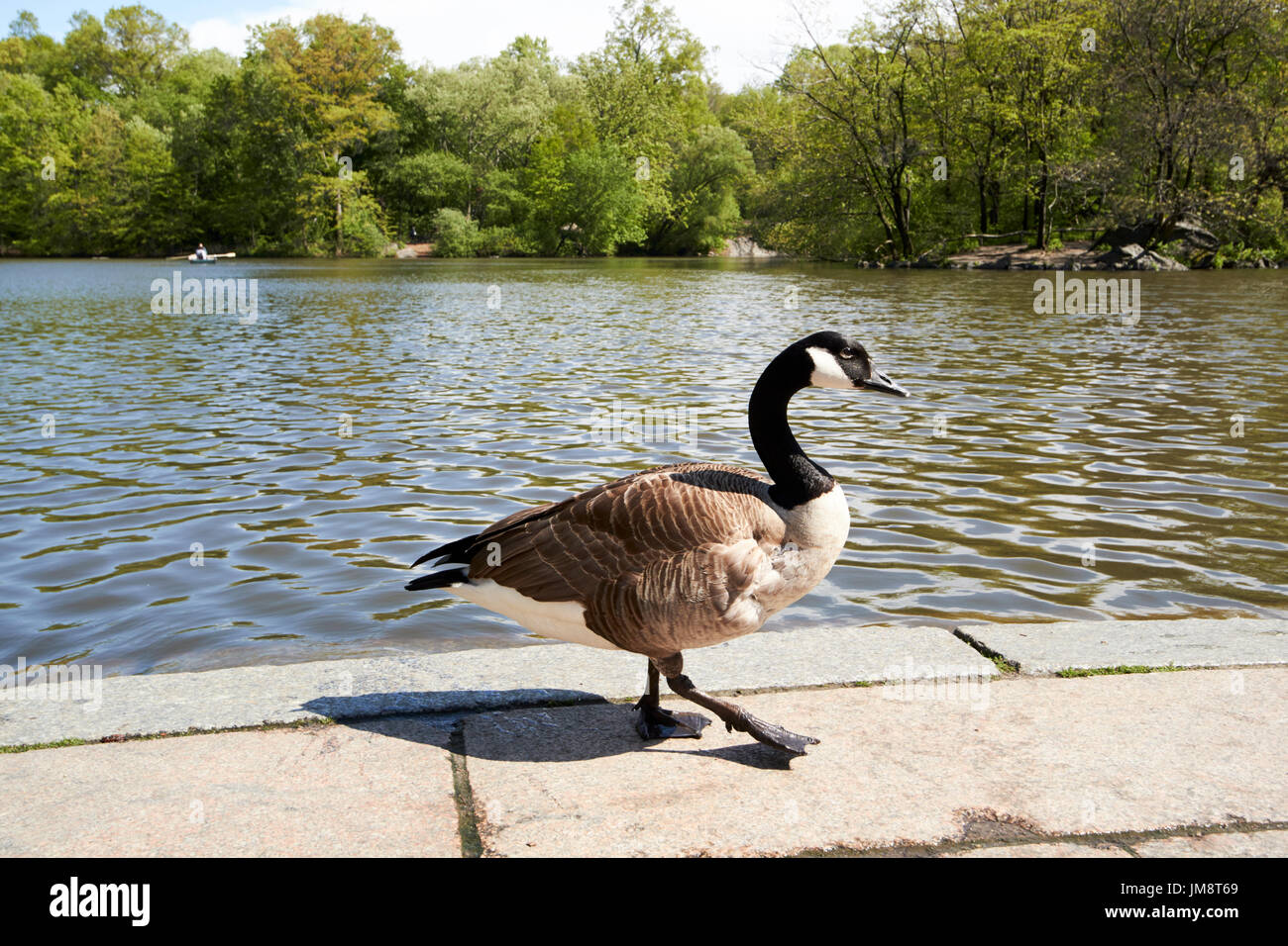 Canada Goose bird camminare nei pressi del lago di central Park di New York City STATI UNITI D'AMERICA Foto Stock