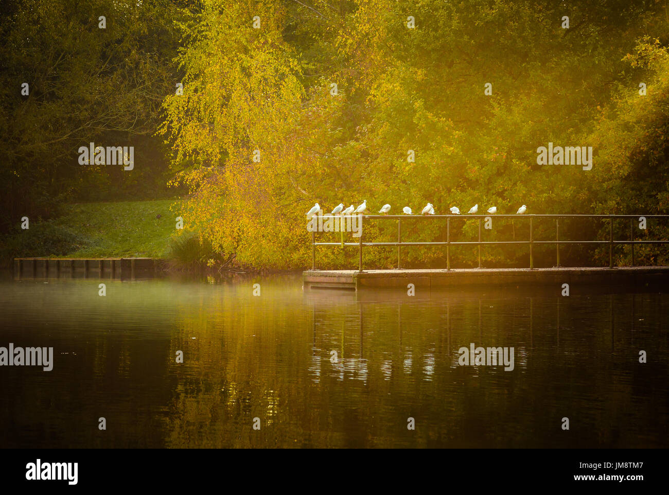 Gabbiani la mattina presto in misty Goldsworth parco a lago Foto Stock