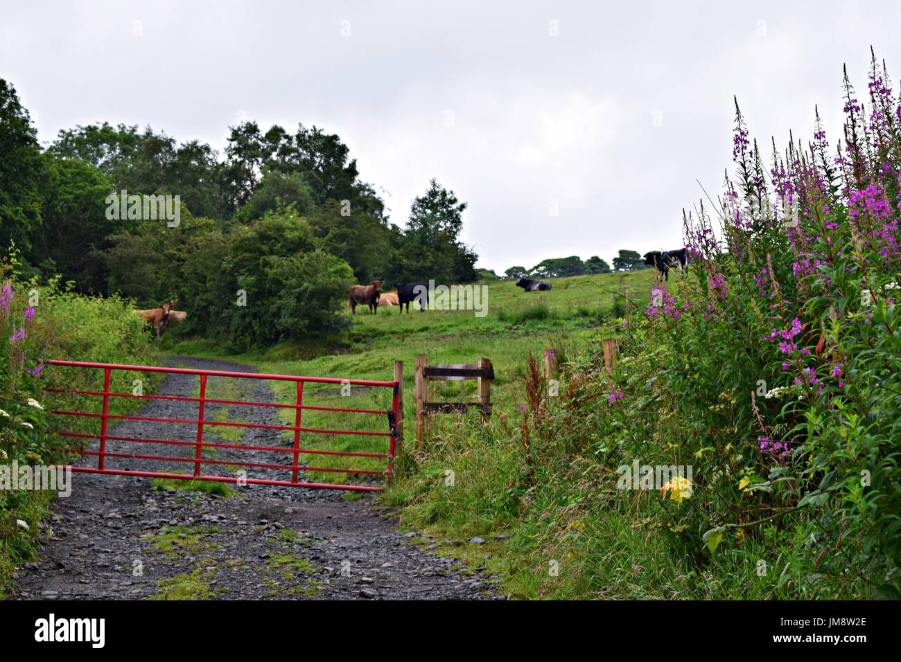 Mucca in un campo e fiori Foto Stock