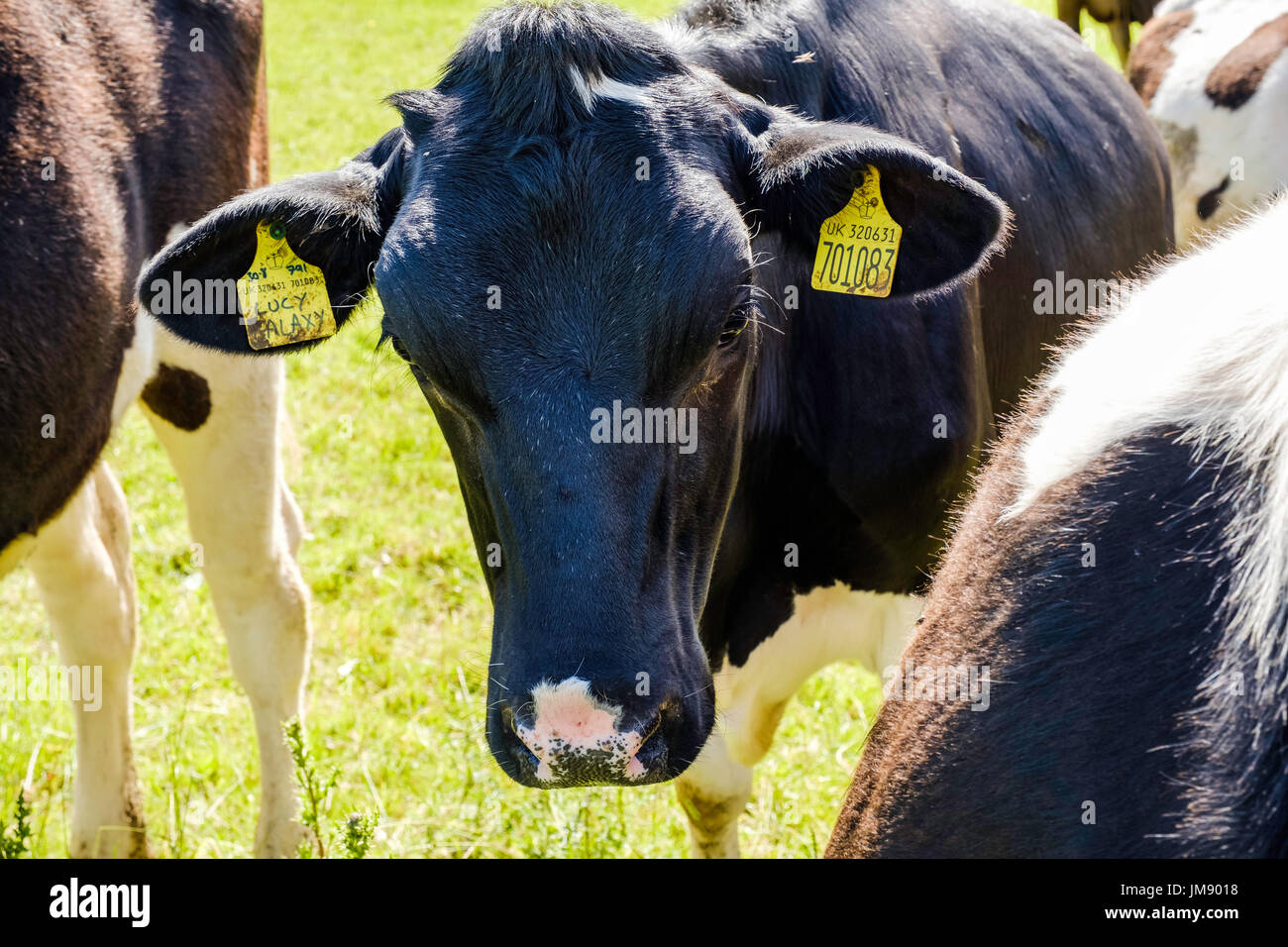 Il frisone mucca con marchi auricolari per l'identificazione e la rintracciabilità. Gloucestershire, Regno Unito Inghilterra Foto Stock