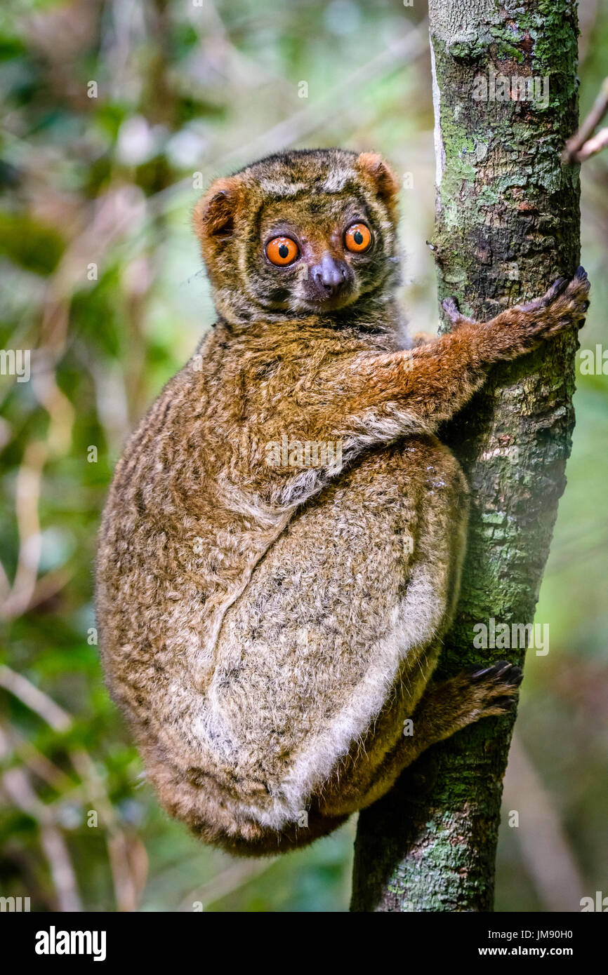 Close up di carino in via di estinzione lanosi Lemur aggrappandosi ad albero nella foresta pluviale alla ricerca in telecamera Foto Stock