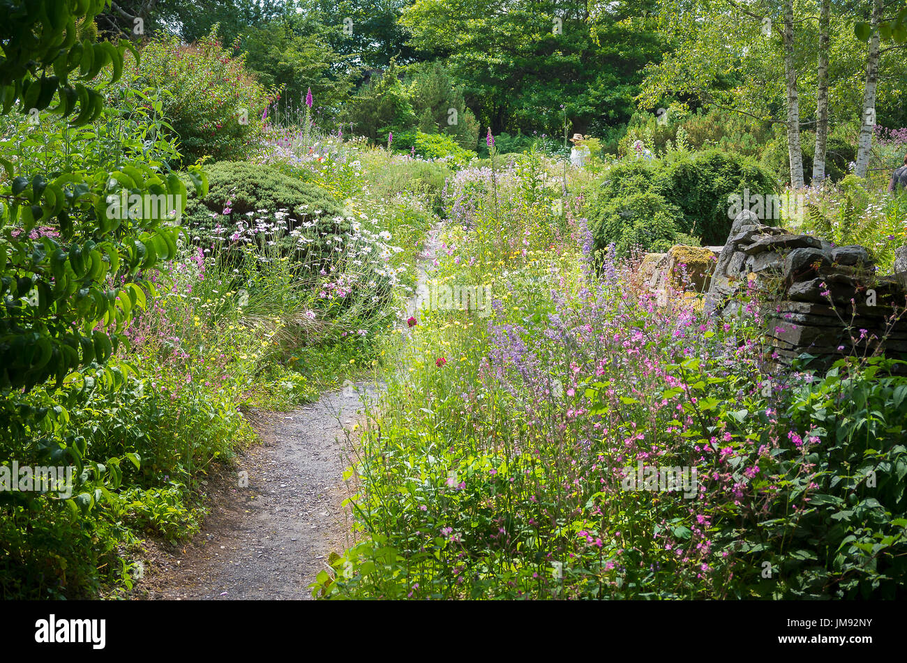 Un suggestivo percorso attraverso selvaggio fiore sparsa Woodland Garden e il prato in un giardino DEVON REGNO UNITO Foto Stock