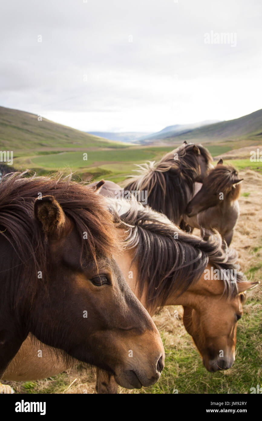 Cavalli islandesi nei prati Foto Stock
