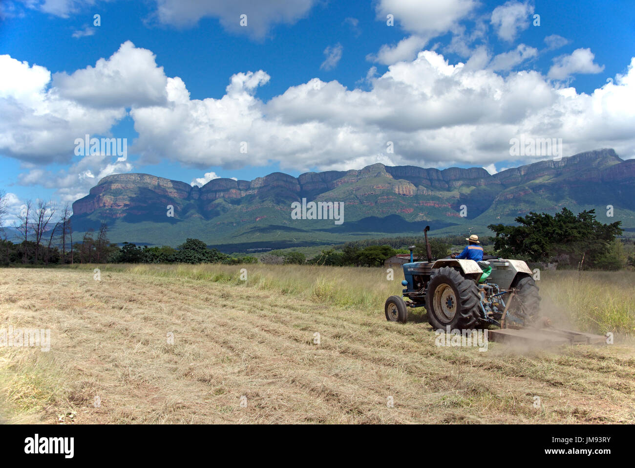 Agricoltore la mietitura dei raccolti Limpopo Sud Africa Foto Stock