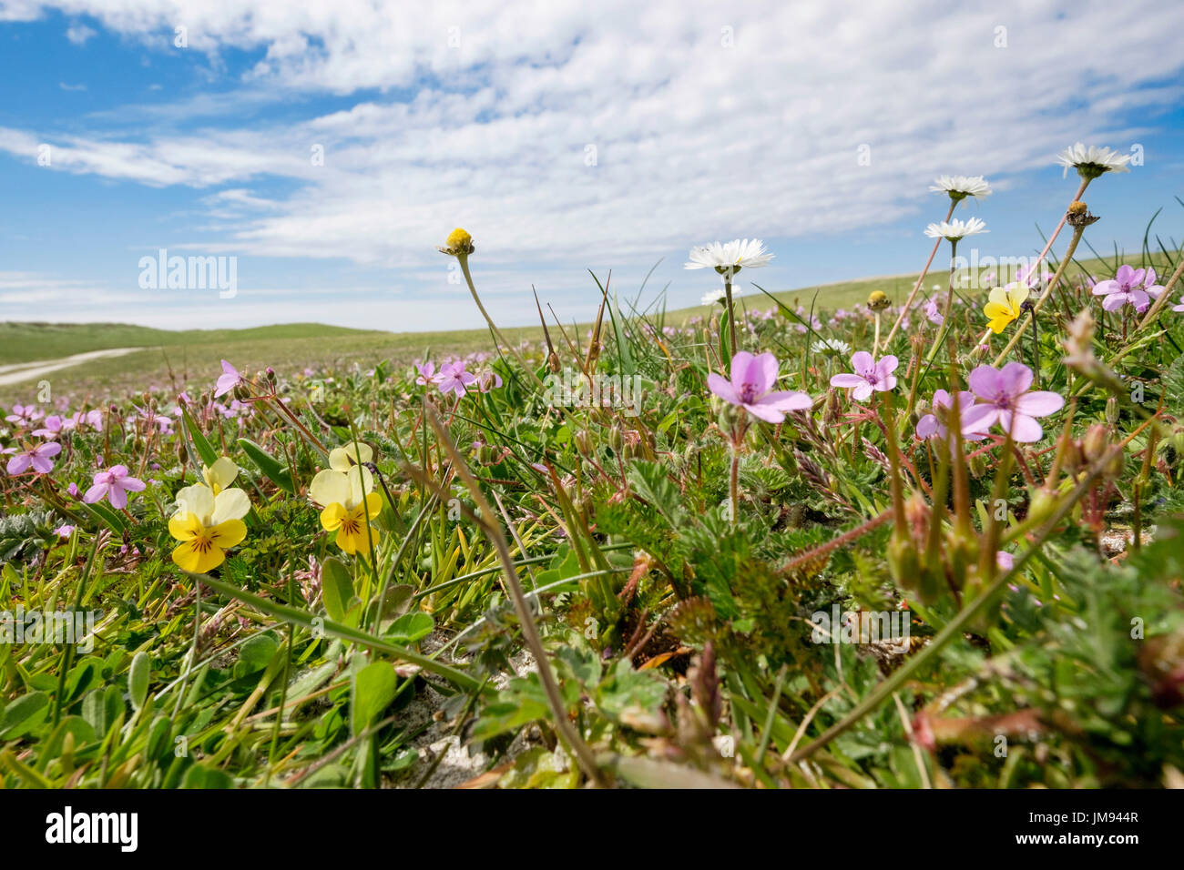 Fiori selvatici che crescono in machair prati in estate a Balranald RSPB Riserva Naturale, Hougharry North Uist Ebridi Esterne Western Isles della Scozia UK Foto Stock