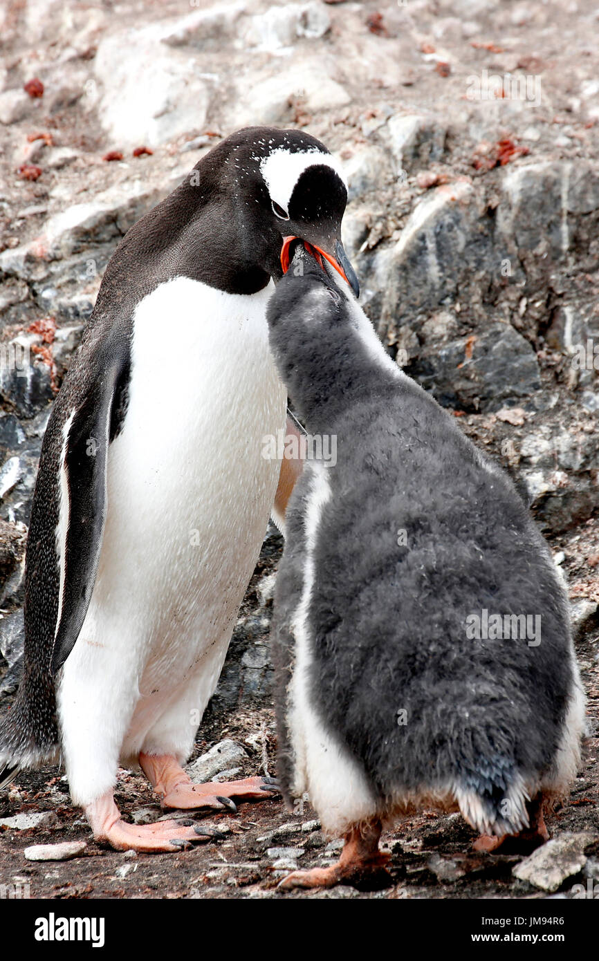 Pinguino Gentoo (Pygoscelis papua) madre che nutre il suo bambino Foto Stock