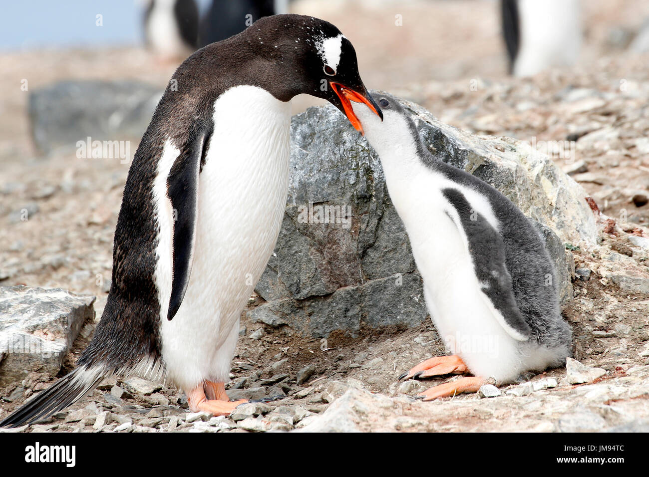 Pinguino Gentoo (Pygoscelis papua) madre che nutre il suo bambino Foto Stock