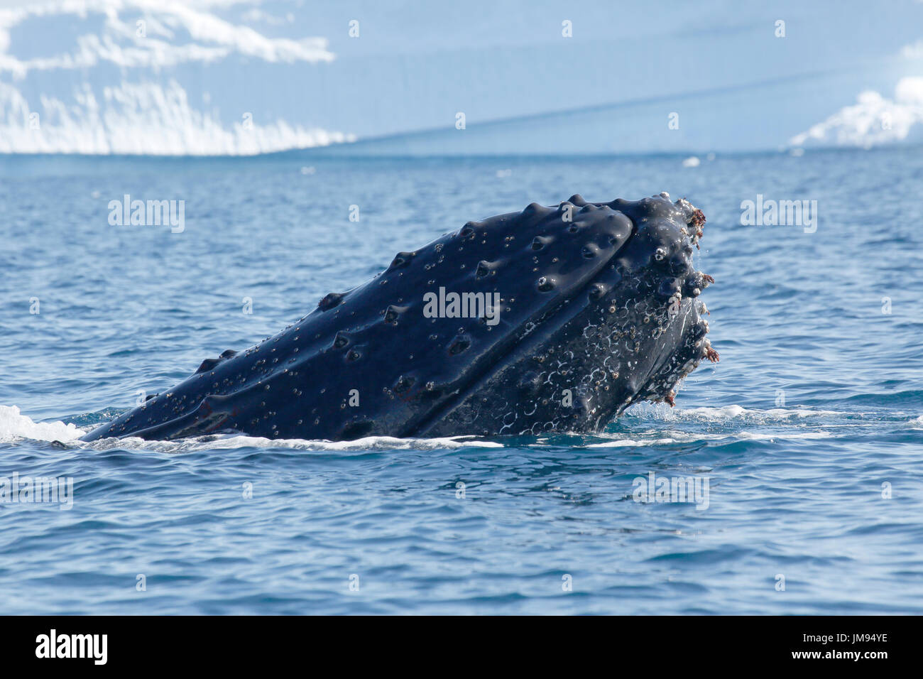 Un giovane giocoso Humpback Whale (Megaptera novaeangliae) affioranti intorno zodiacs, divertendosi Foto Stock