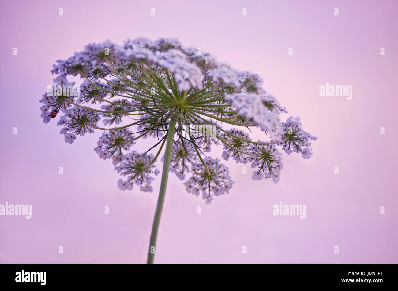 Queen Anne's closeup pizzo in Prato Foto Stock