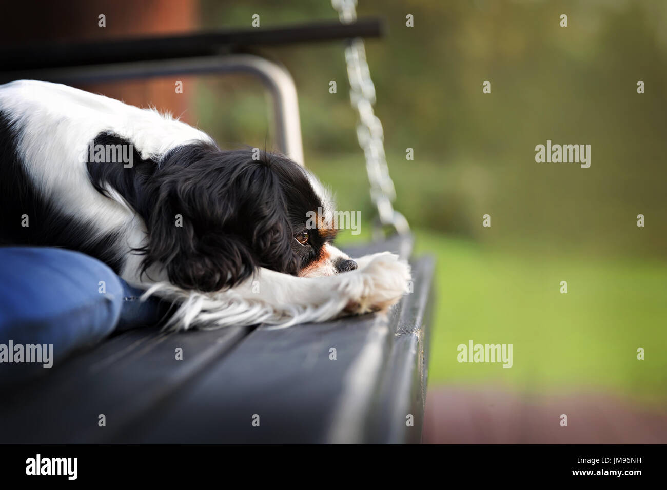 Cute cane, cavalier spaniel giacente sul cuscino Foto Stock