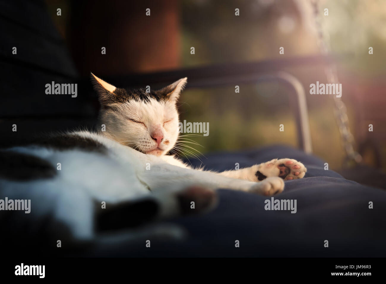 Cute cat dorme nella luce del tramonto Foto Stock