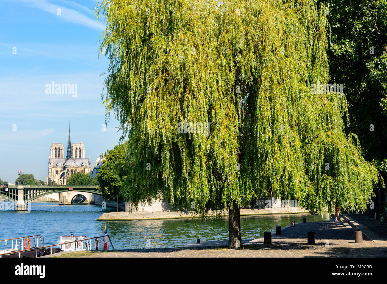 La cattedrale di Notre Dame a Parigi come visto da Henri IV pier con un salice piangente albero in primo piano, la Senna e il ponte di Sully. Foto Stock