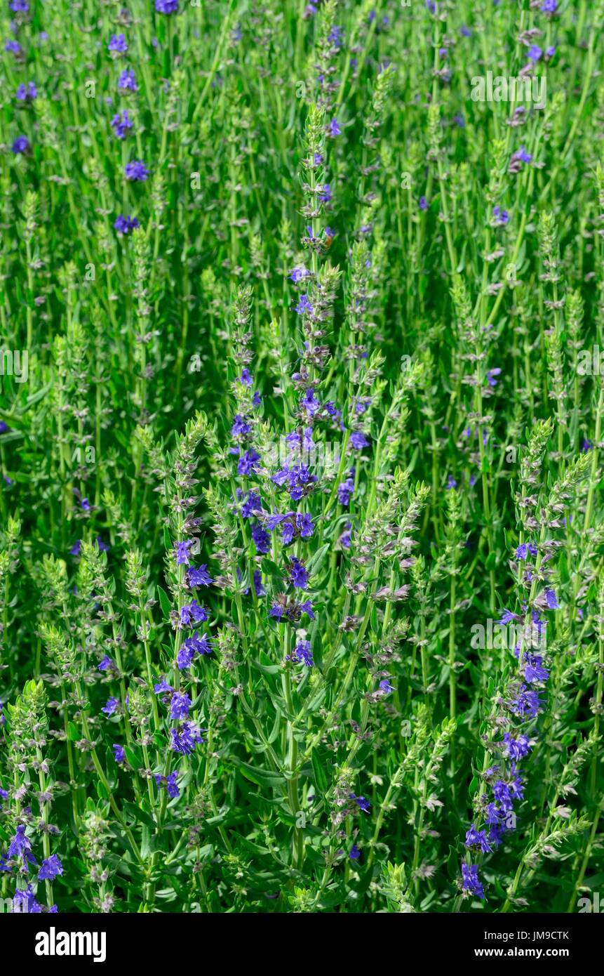 L'issopo officinalis erba che cresce in un organico giardino di erbe aromatiche Foto Stock