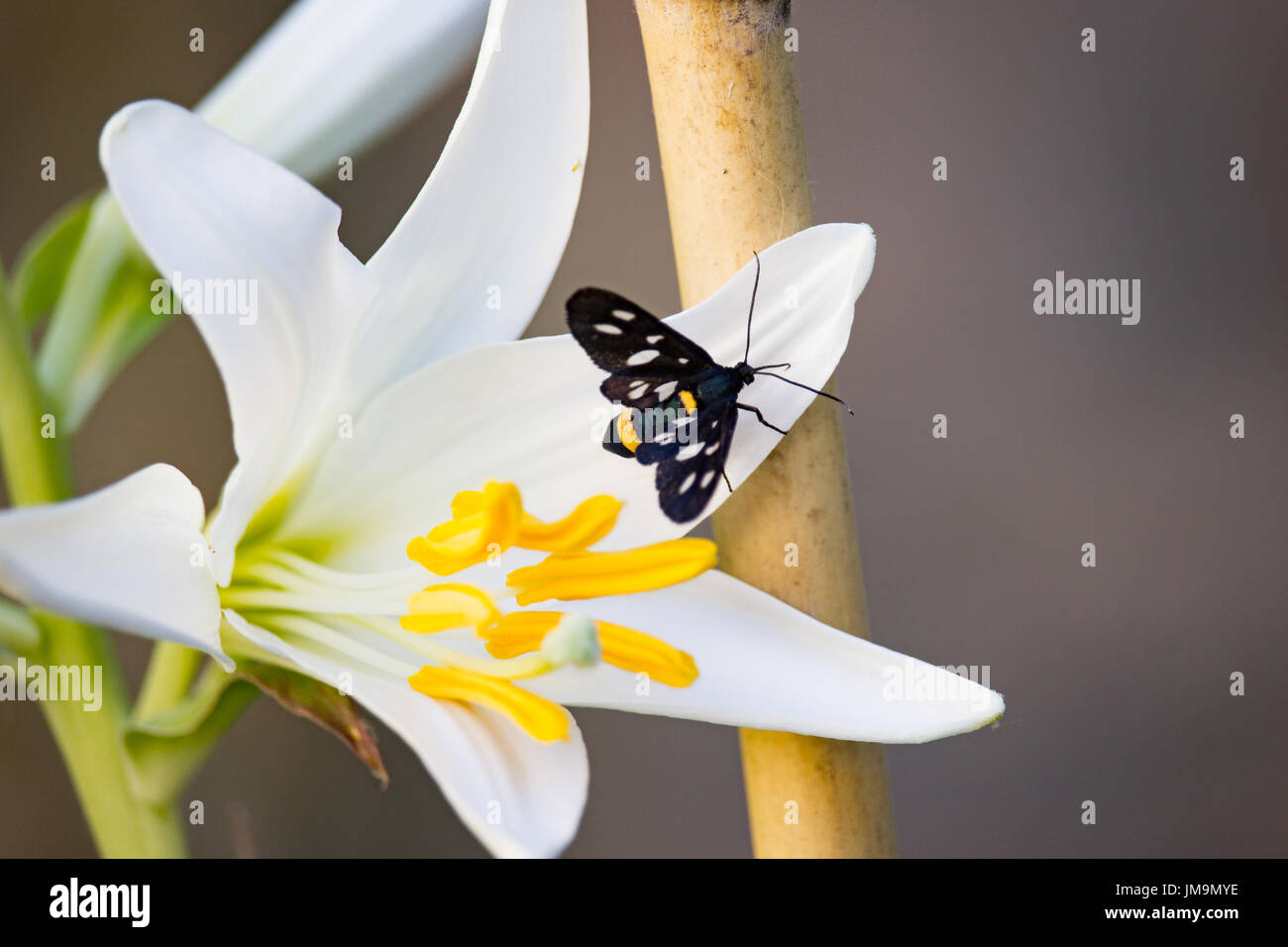 Syntomis phegea su bianco Lilium longiflorum Foto Stock