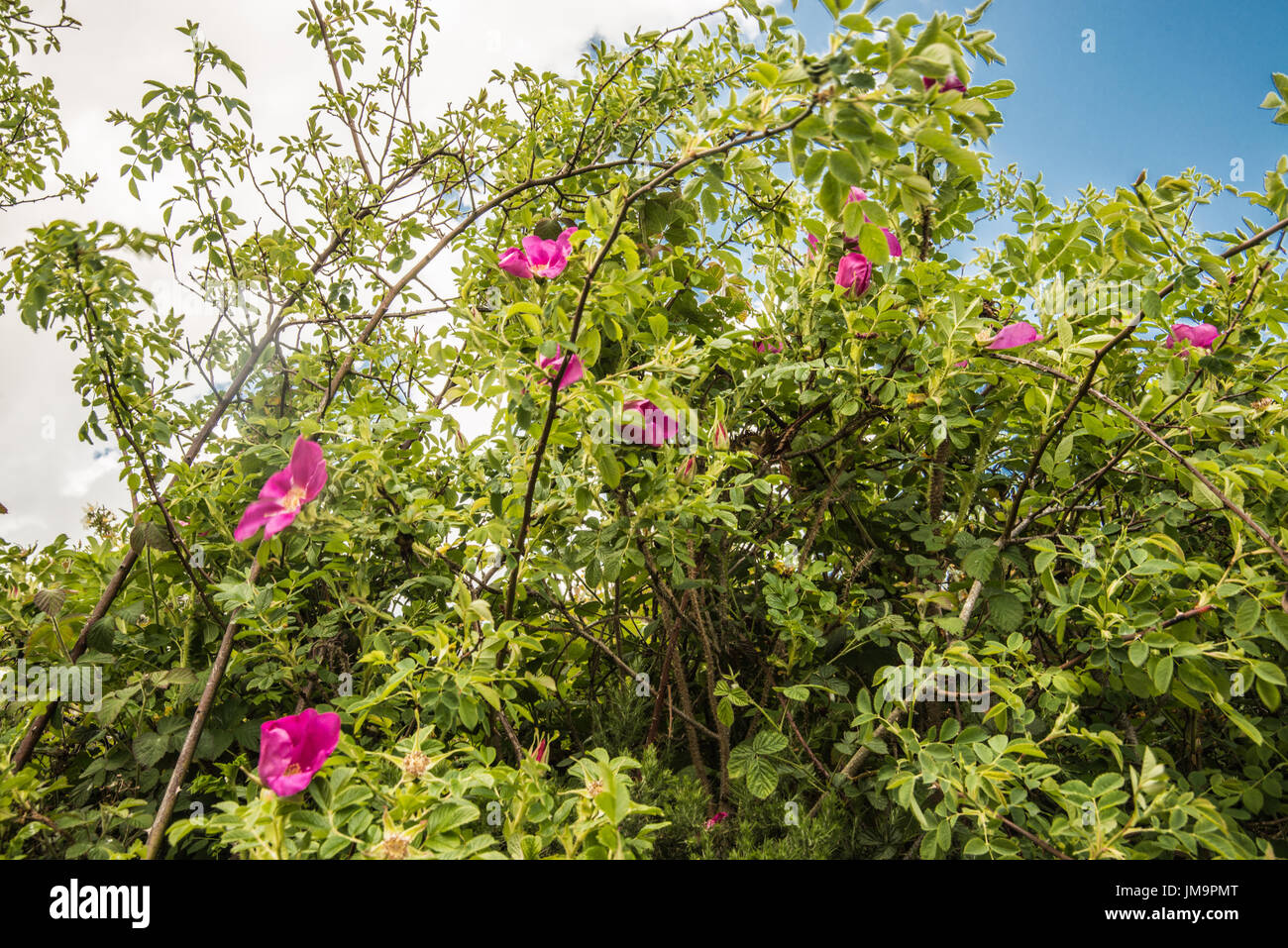 Wild la fioritura delle rose Foto Stock