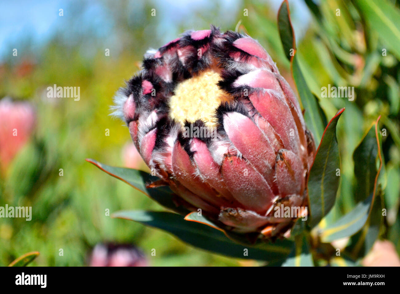 Flowerheads del Protea neriifolia da Western Cape Foto Stock