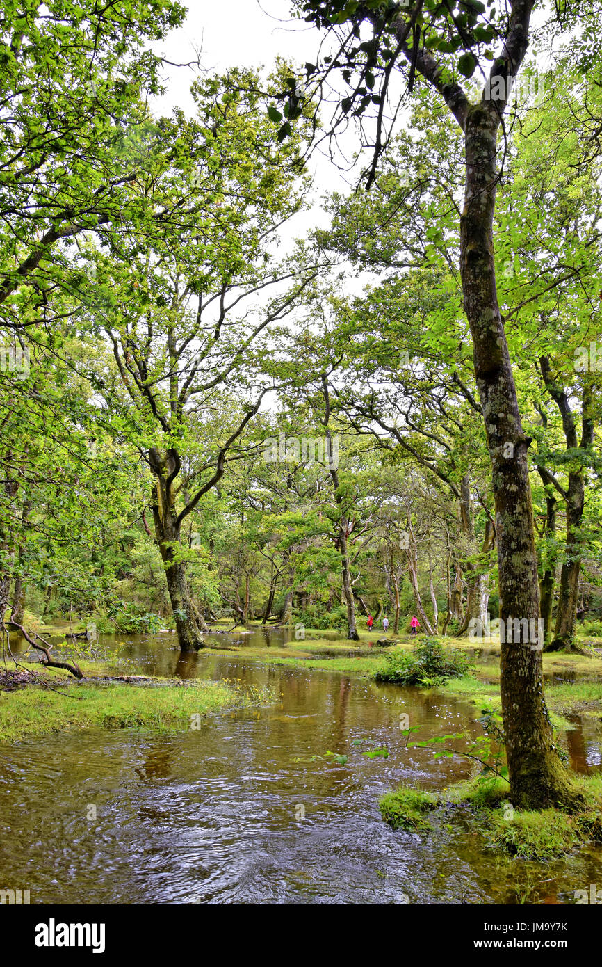 Inondati di New Forest stream su un estati bagnate giorno, "Acqua Ober', New Forest National Park, Brockenhurst, Hampshire, Inghilterra. Foto Stock