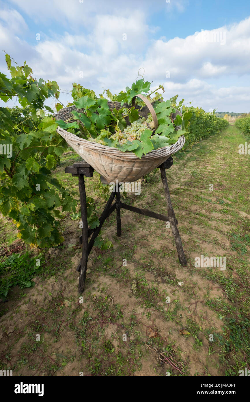 La raccolta di uve in modo tradizionale in Francia Foto Stock