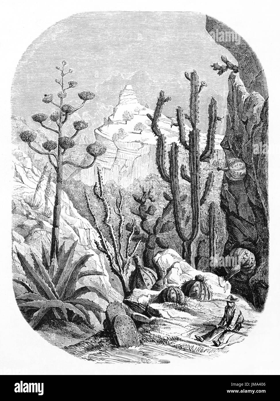 Chihuahua state (Messico) piante tipiche su caldo paesaggio roccioso: Agave, Mescal, Melocactus, Cactus organos. Arte di Maurand, le Tour du Monde, 1861 Foto Stock