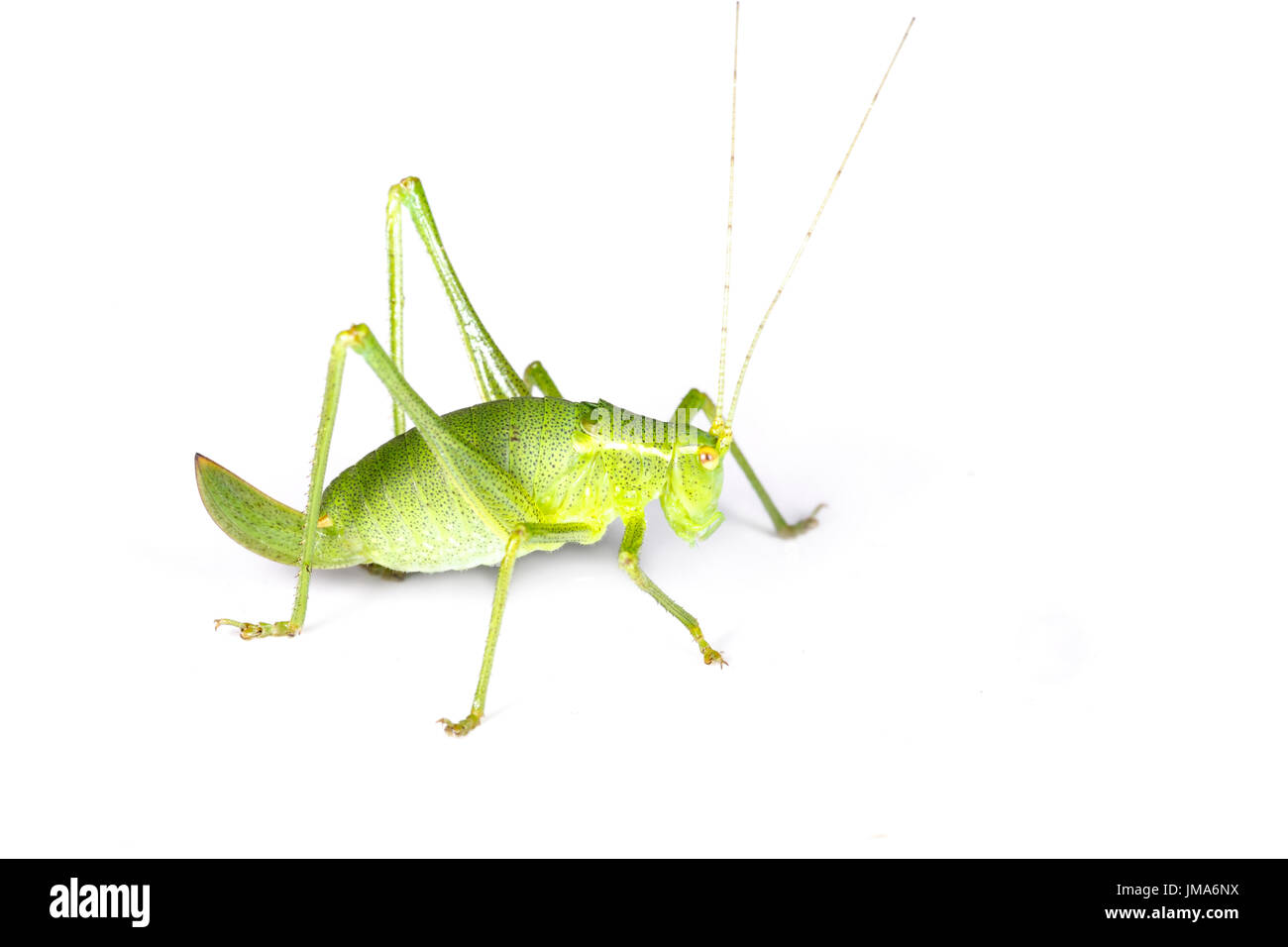 Chiazzato Bush Cricket, Leptophyes punctatissima, femmina ninfa, su sfondo bianco. Monmouthshire. Famiglia Phaneropteridae. Foto Stock