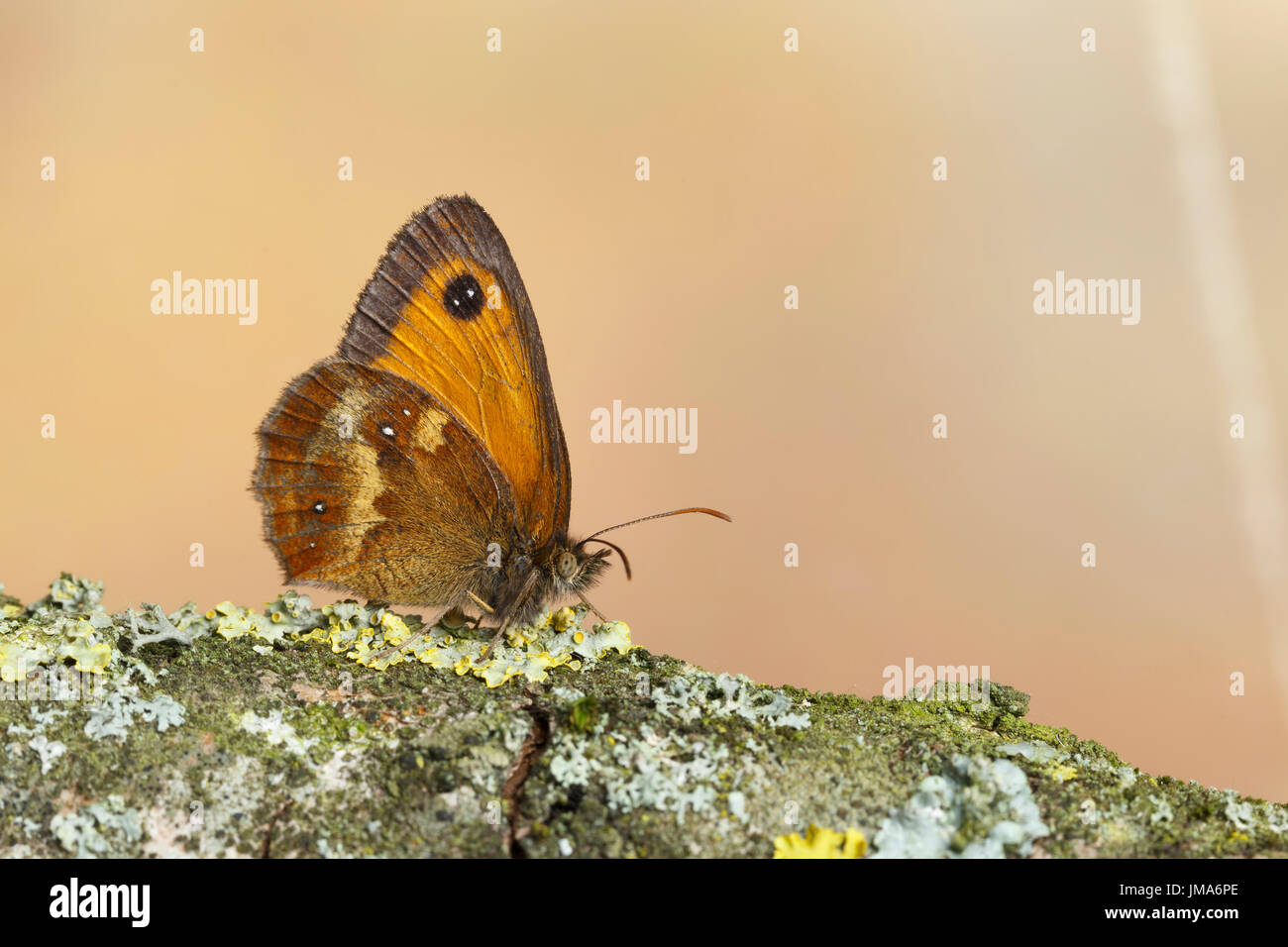 Gatekeeper butterfly, o Hedge Brown butterfly, Pyronia tithonus, Catbrook, Monmouthshire, Luglio. Famiglia Satyridae. Foto Stock