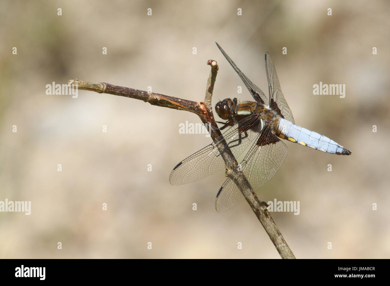 Un maschio stupefacente ampia corposo Chaser Dragonfly (Libellula depressa) appollaiato su un ramoscello. Foto Stock