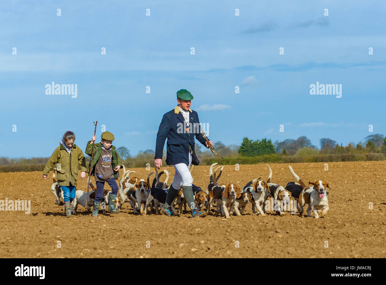 L'Oriente Lincs (Lincolnshire) Basset Hounds - La Huntsman, con giovani aiutanti e il pacco di segugi di distanza per il giorno caccia attraversando un campo arato Foto Stock