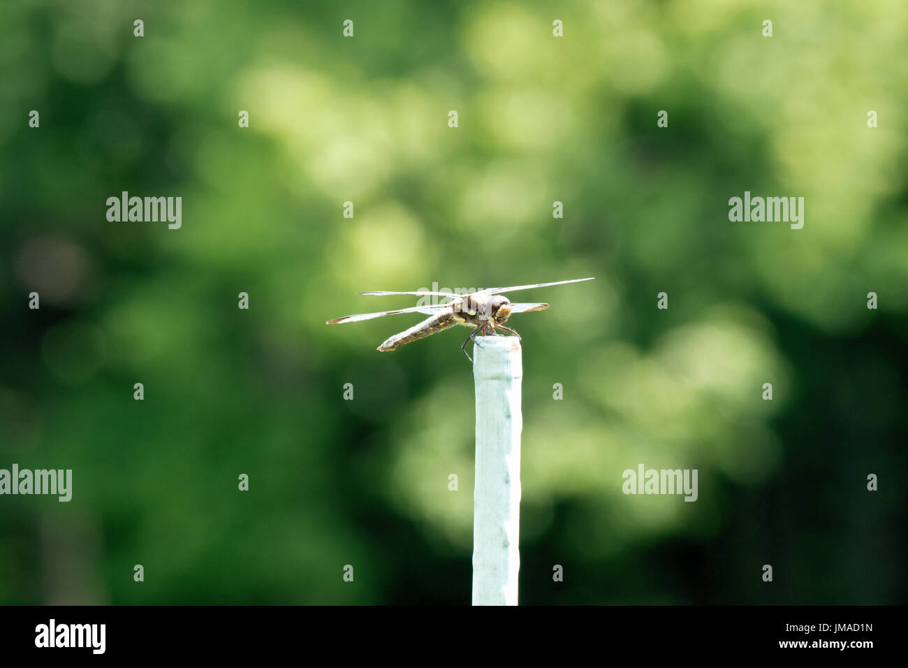 Dragonfly appollaiato sul picchetto di vegetali Foto Stock