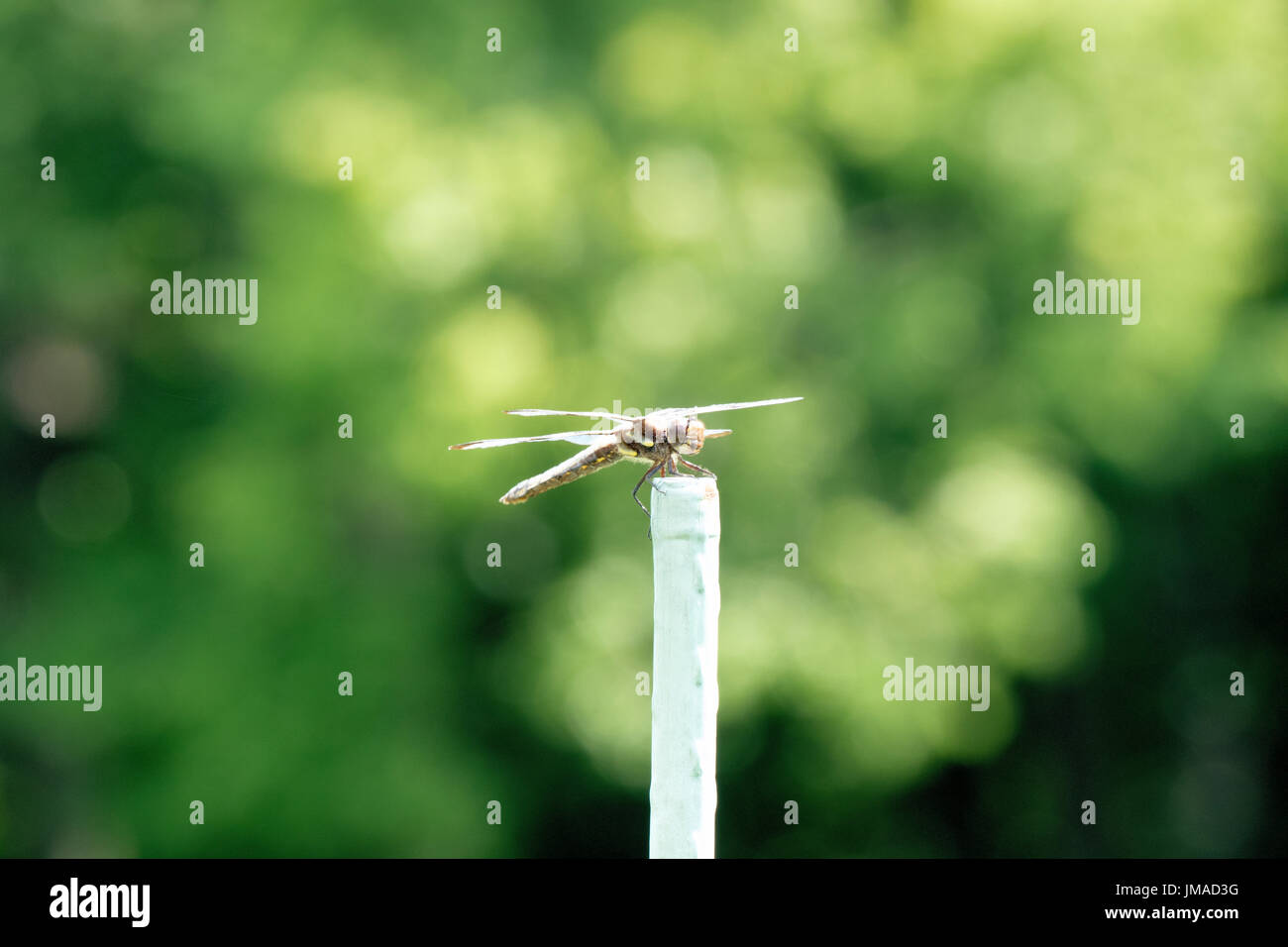 Dragonfly appollaiato sul picchetto di vegetali Foto Stock