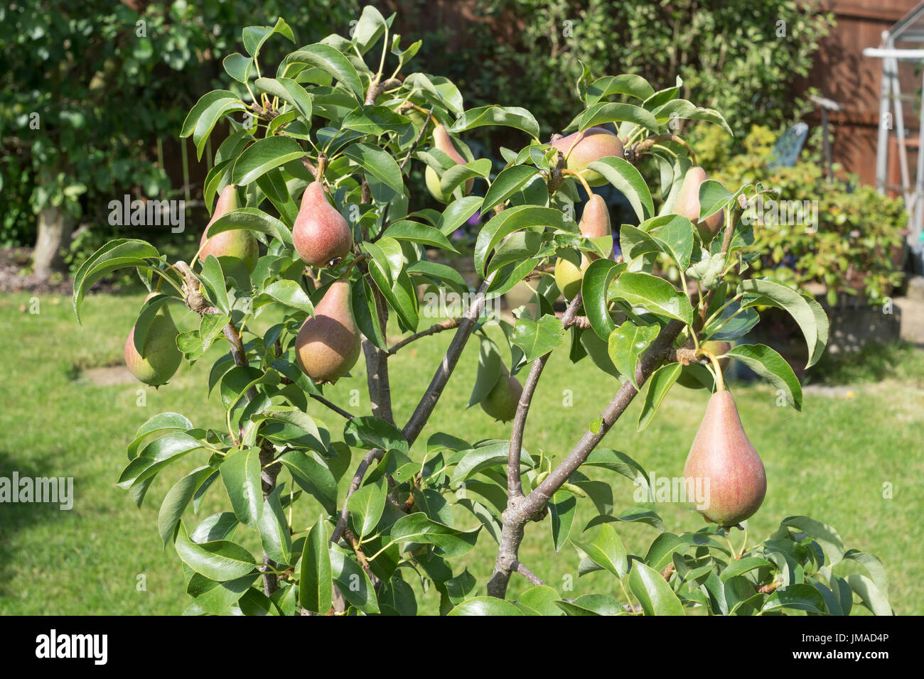 La maturazione dei frutti su Pear Tree (Pyrus communis) Concorde, North East England, Regno Unito Foto Stock