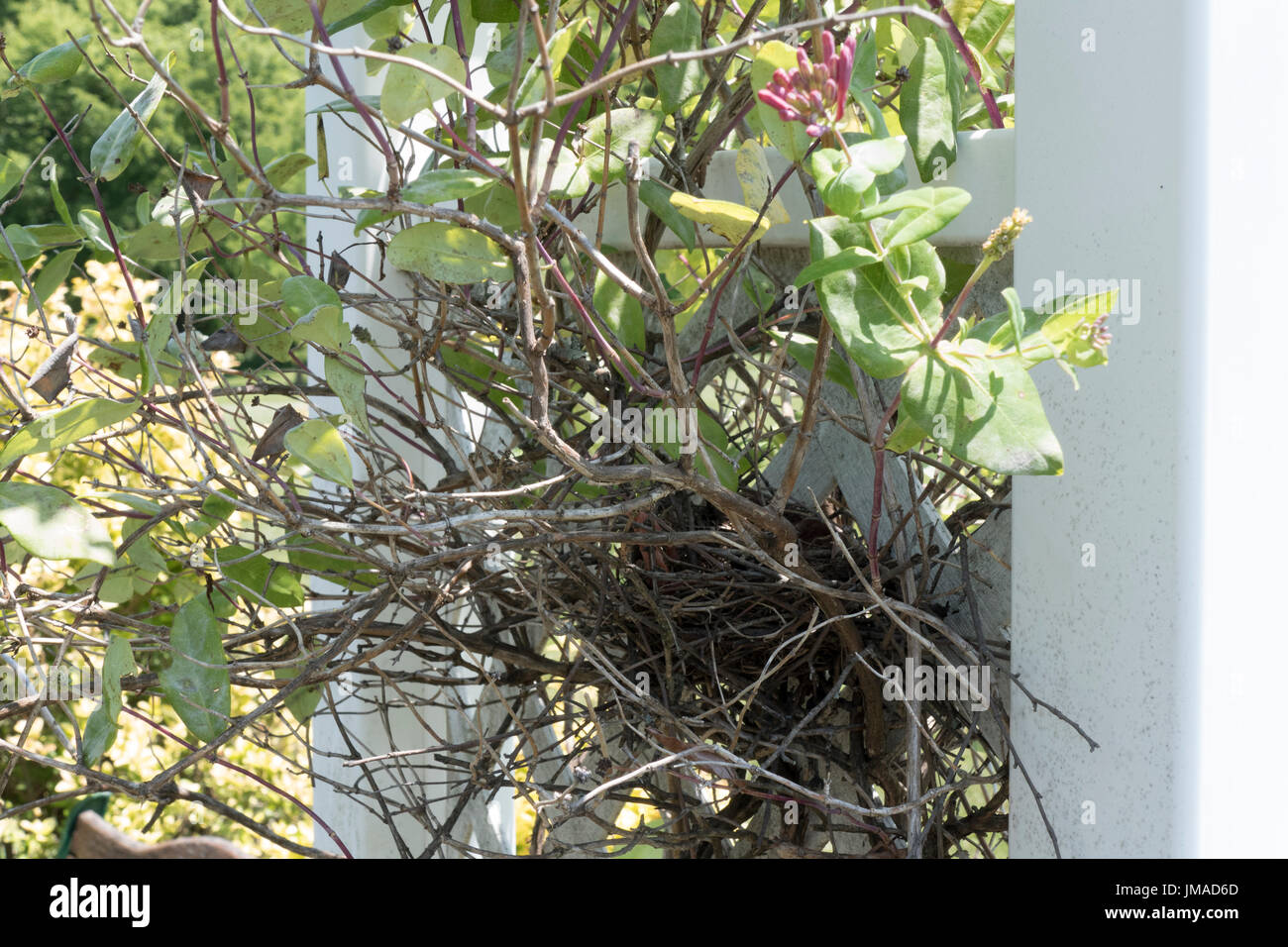 Vuoto nido di uccelli nel giardino fiorito Foto Stock