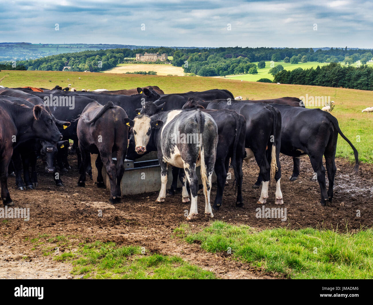 Bestiame in un trogolo di acqua sul paese di Leeds modo con Harewood House al di là di Harewood West Yorkshire Inghilterra Foto Stock