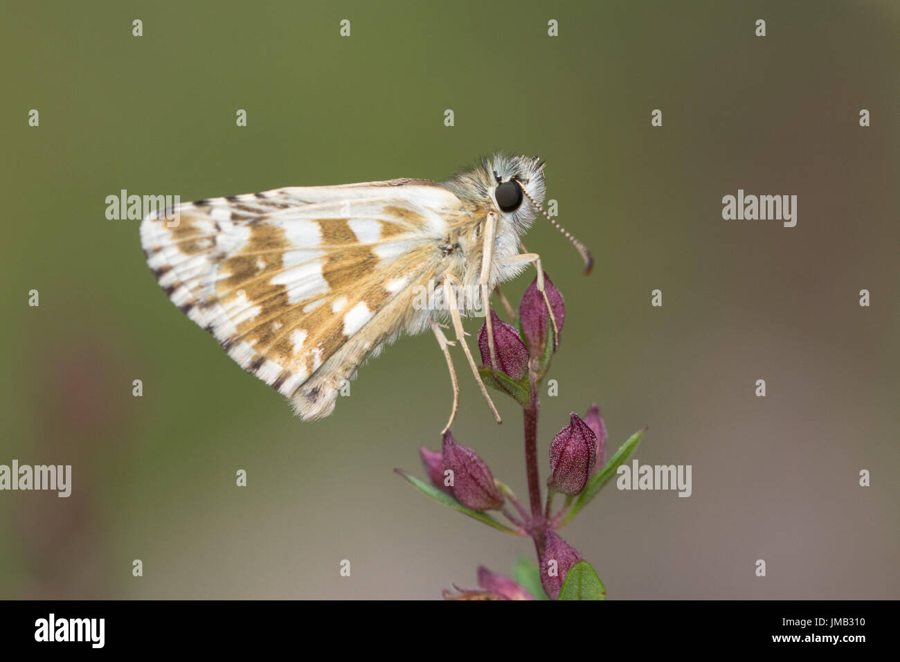 Foulquier di skipper brizzolato butterfly (Pyrgus foulquieri) appollaiato su un millefiori nelle Alpi francesi Foto Stock