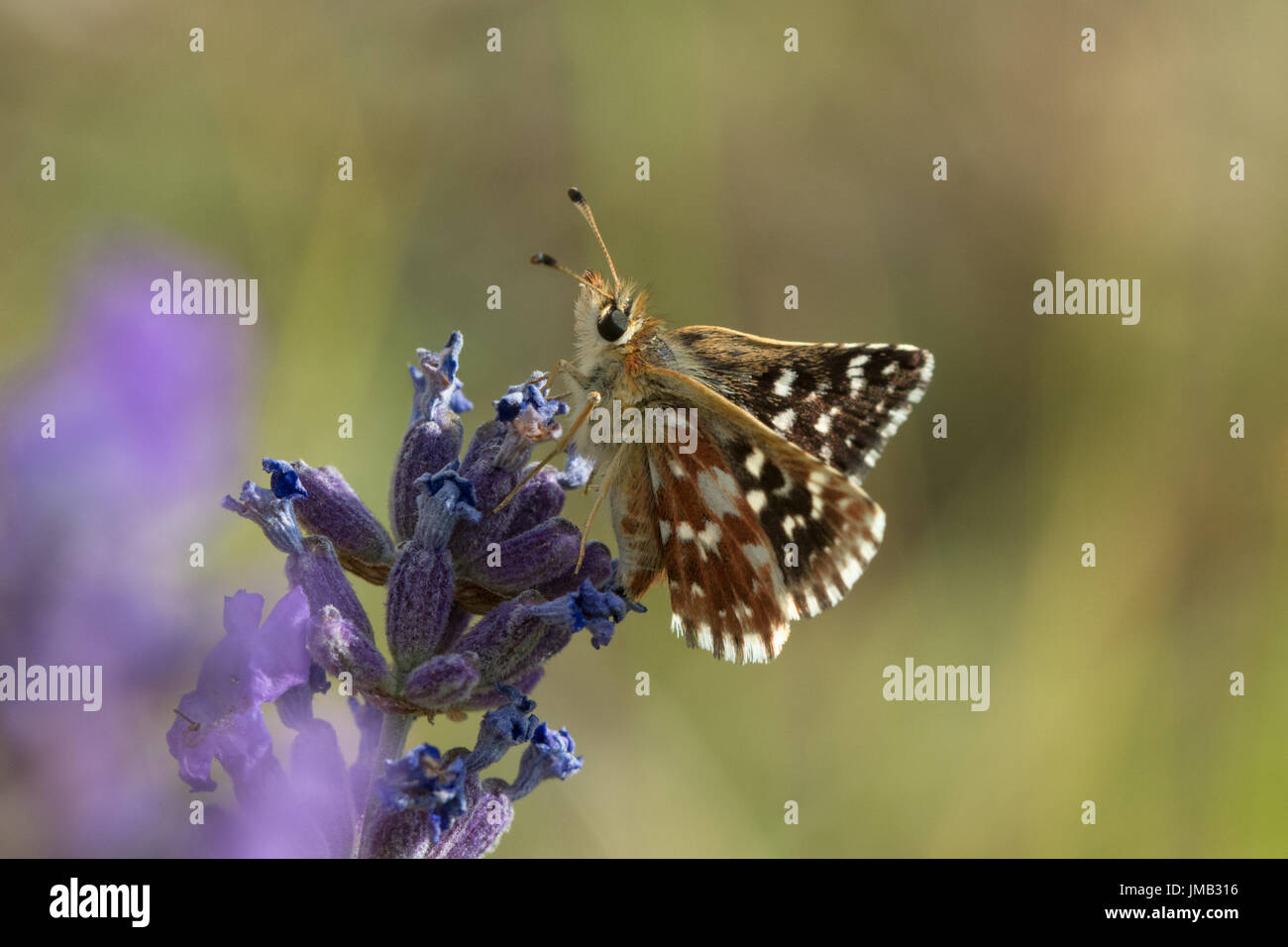 Rosso-underwing skipper butterfly (Spialia sertorius) nectaring sulla lavanda in Rimplas, sulle Alpi francesi Foto Stock