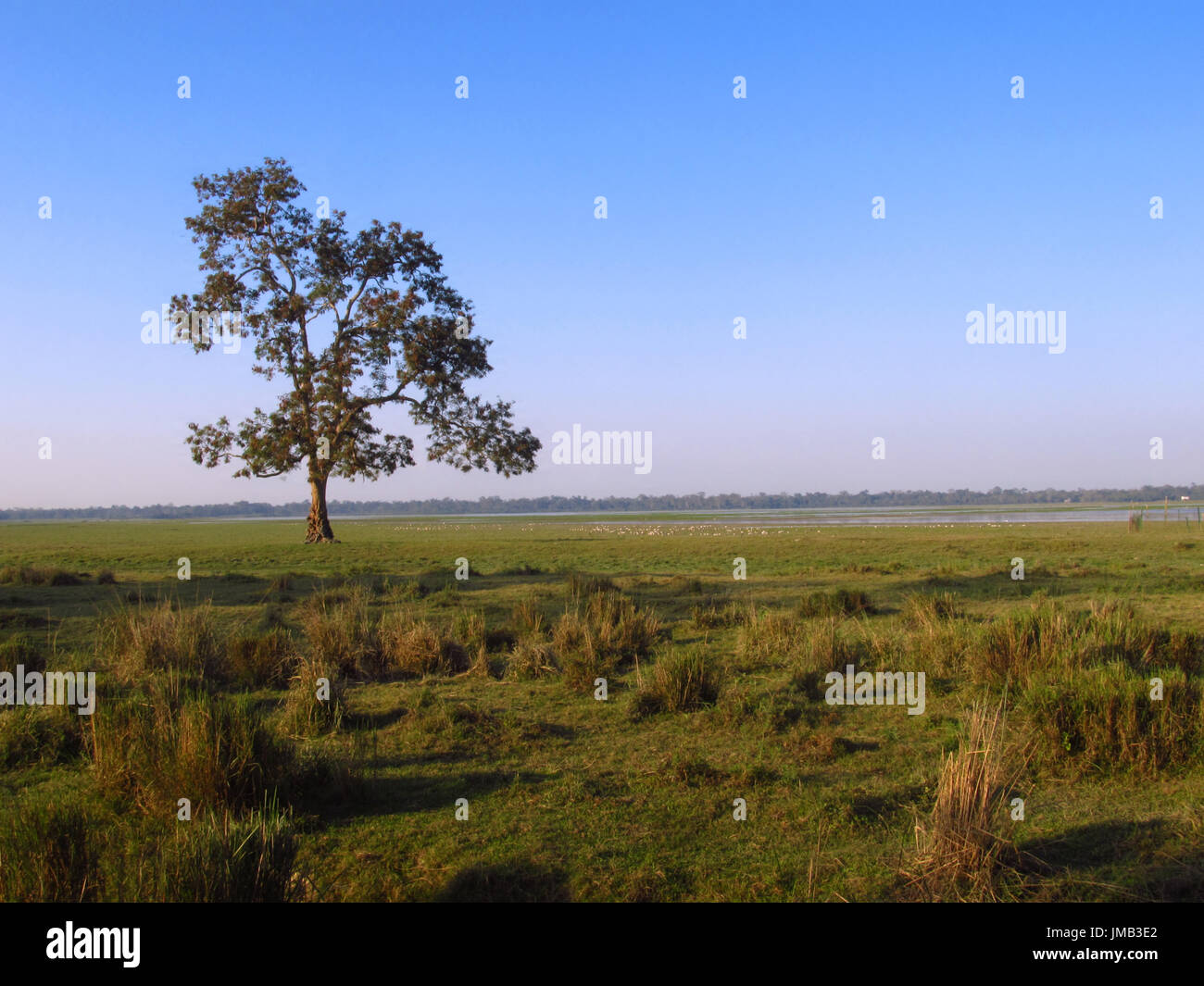 Un sereno paesaggio presso il Parco Nazionale di Kaziranga Foto Stock