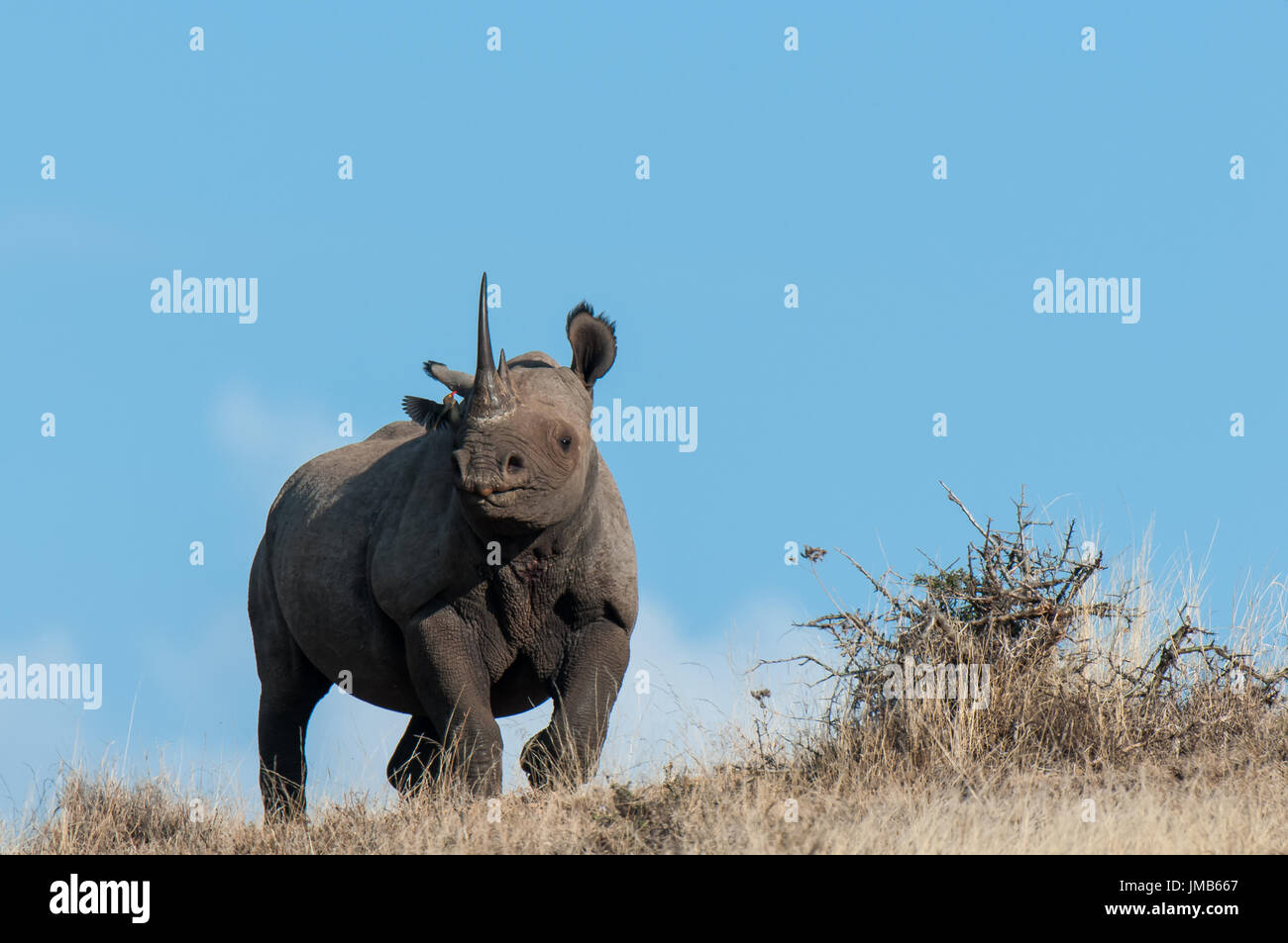 Rhinocerus nero sulla collina, Kenya Foto Stock