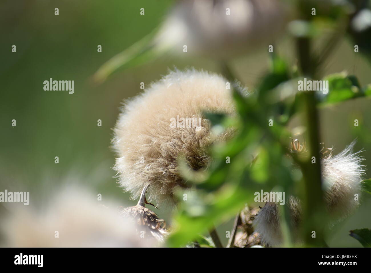 Feathery semi di creeping thistle Cirsium arvense Foto Stock