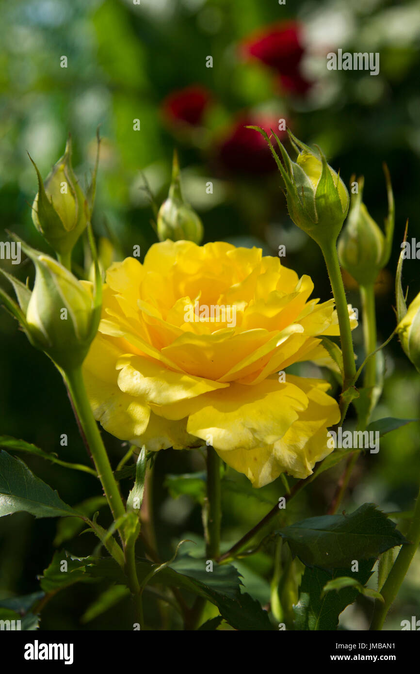 Bella rosa gialla sulla boccola in giardino. Foto Stock
