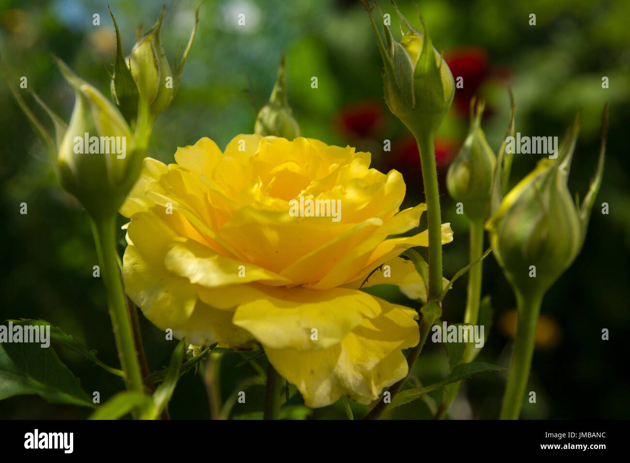 Bella rosa gialla sulla boccola in giardino. Foto Stock